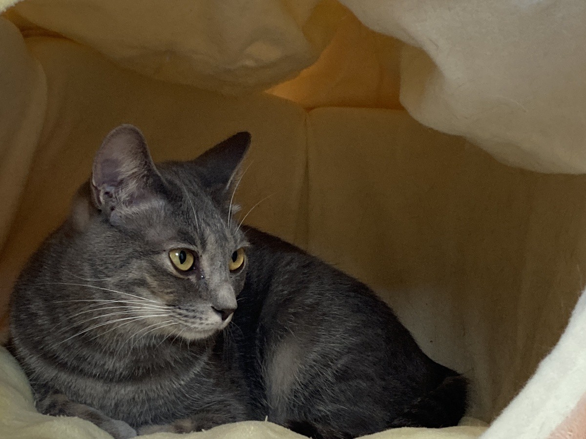 保護猫カフェTORMENTA_様子2